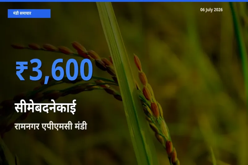 रामनगर एपीएमसी मंडी में सीमेबदनेकाई ₹3,600 पर पहुँचा – आज का सर्वोच्च भाव