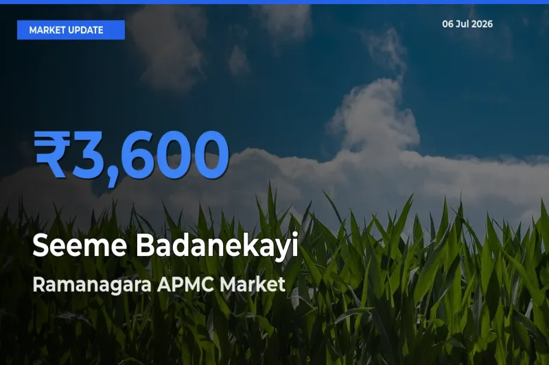 Ramanagara APMC Records Highest ₹3,600 Rate for Seeme Badanekayi