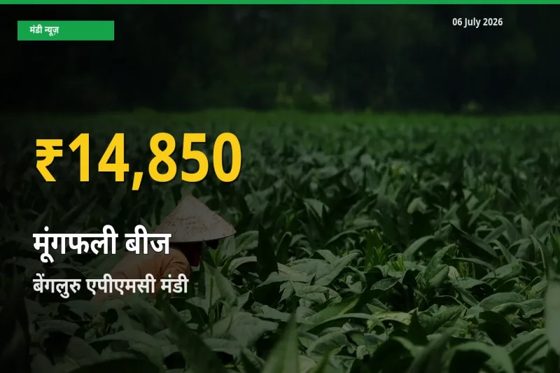 आज बेंगलुरु एपीएमसी में मूंगफली बीज के दाम रिकॉर्ड स्तर पर, ताज़ा मंडी भाव जानें
