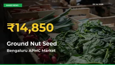 Fresh Record! Ground Nut Seed Price Climbs to New High in Bengaluru APMC