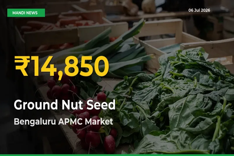 Fresh Record! Ground Nut Seed Price Climbs to New High in Bengaluru APMC