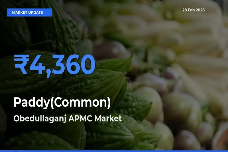 Market Watch: Obedullaganj APMC Becomes Top Mandi for Paddy(Common)