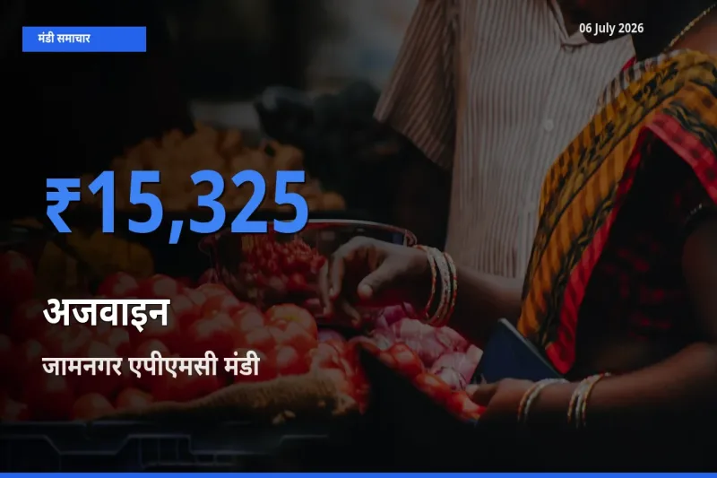 किसानों की पसंद बना जामनगर एपीएमसी, अजवाइन के सबसे अच्छे दाम