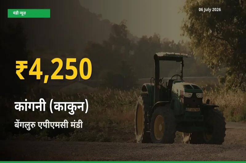 बेंगलुरु एपीएमसी में कांगनी (काकुन) ₹4,250 पर पहुँचा – अब तक का उच्चतम भाव