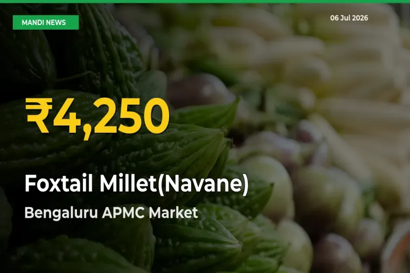 Foxtail Millet(Navane) Prices Soar to Record High in Bengaluru APMC – Farmers Alert Today