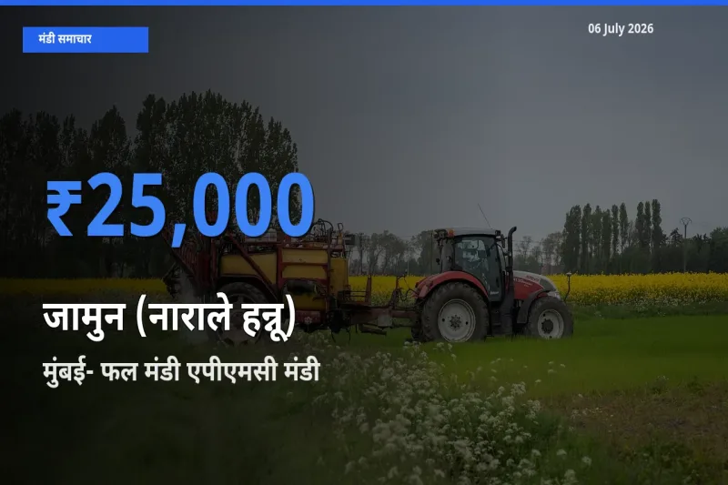 मुंबई- फल मंडी एपीएमसी मंडी में आज जामुन (नाराले हन्नू) के सबसे ऊँचे दाम दर्ज