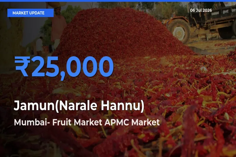 Mumbai- Fruit Market APMC Offers ₹25,000 – Highest Jamun(Narale Hannu) Rate Today