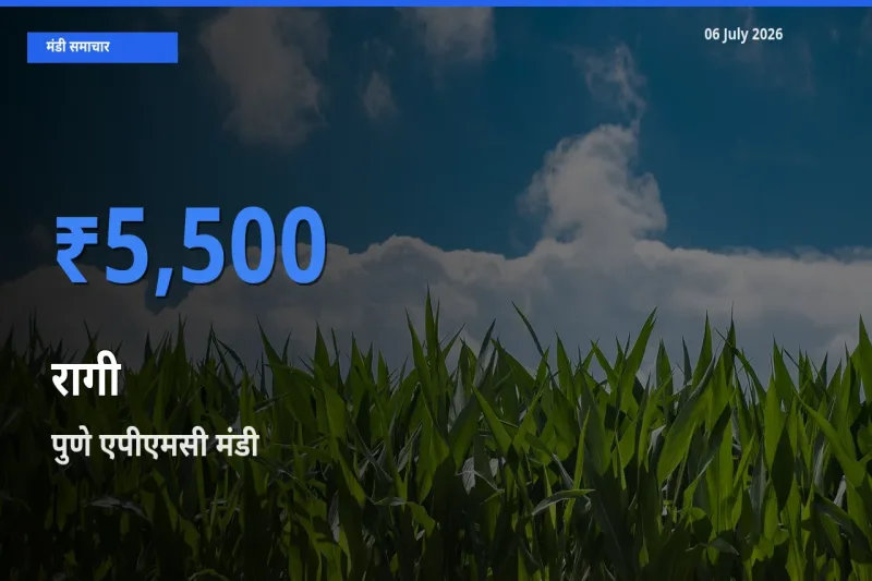पुणे एपीएमसी में रागी का आज सबसे ऊँचा भाव