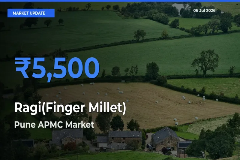 Pune APMC Emerges as Top Mandi for Ragi(Finger Millet) Prices Today