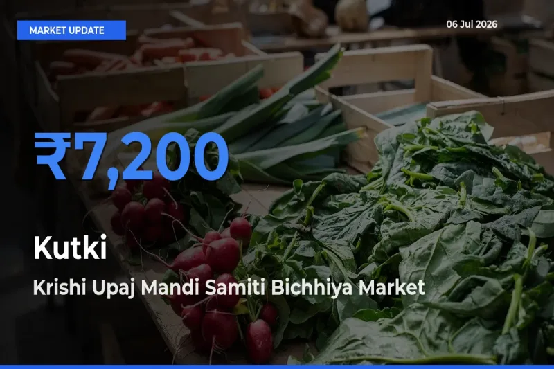 Krishi Upaj Mandi Samiti Bichhiya Records Highest ₹7,200 Rate for Kutki