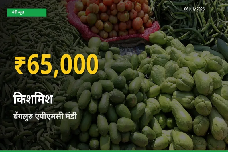 किसानों के लिए खुशखबरी! बेंगलुरु एपीएमसी में किशमिश के दाम रिकॉर्ड स्तर पर