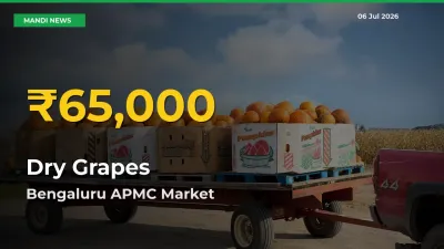 Bengaluru APMC Leads as Dry Grapes Hits Highest Rate – July 06 Update