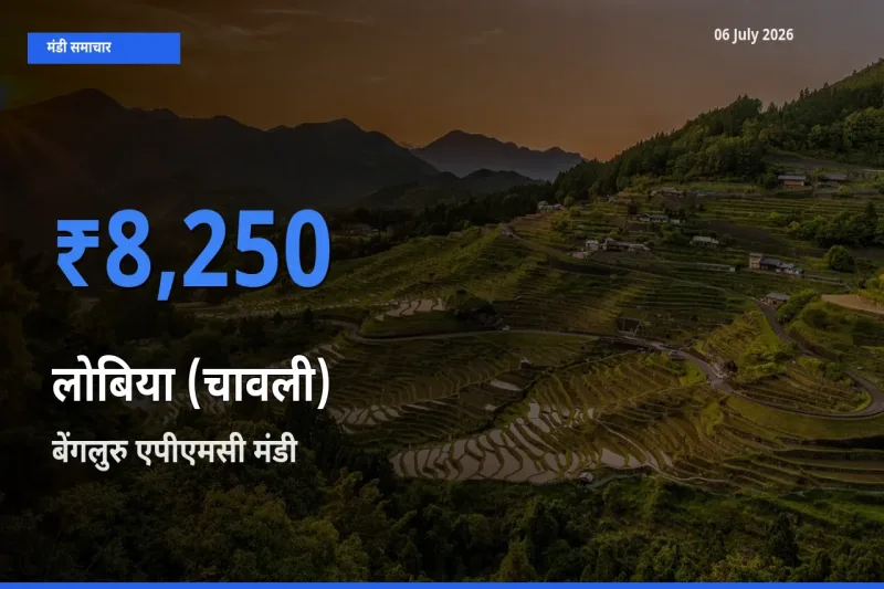 आज लोबिया (चावली) के सबसे ऊँचे दाम ₹8,250 बेंगलुरु एपीएमसी मंडी में