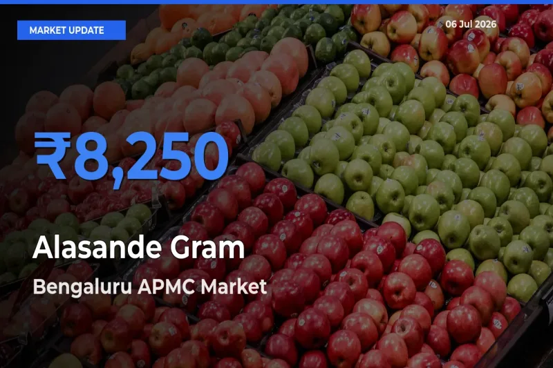 Bengaluru APMC Records Highest ₹8,250 Rate for Alasande Gram