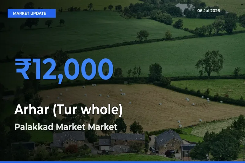 Palakkad Market Offers ₹12,000 – Highest Arhar (Tur whole) Rate Today
