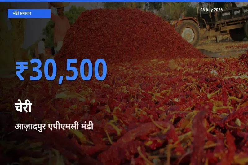 आज का मंडी भाव: चेरी के सबसे ज़्यादा दाम आज़ादपुर एपीएमसी में