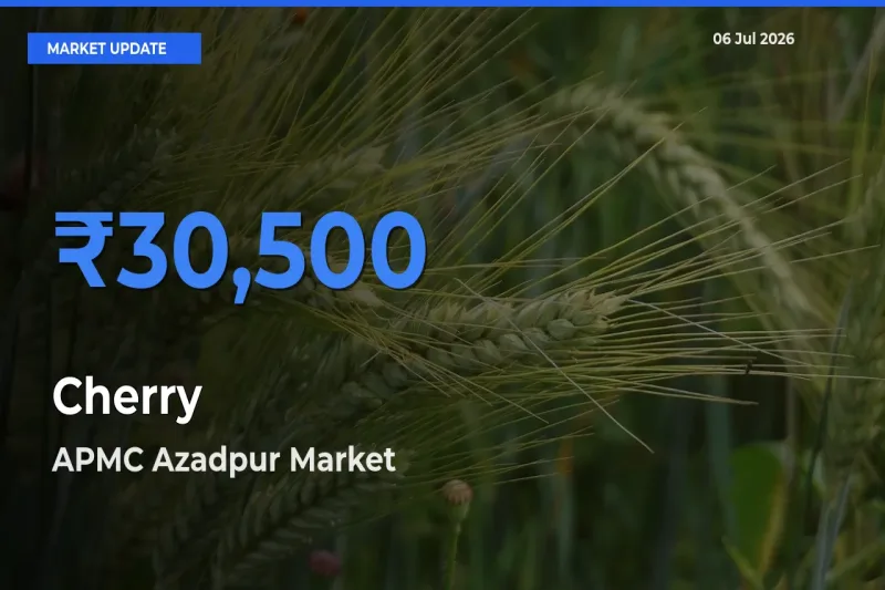 APMC Azadpur Offers ₹30,500 – Highest Cherry Rate Today
