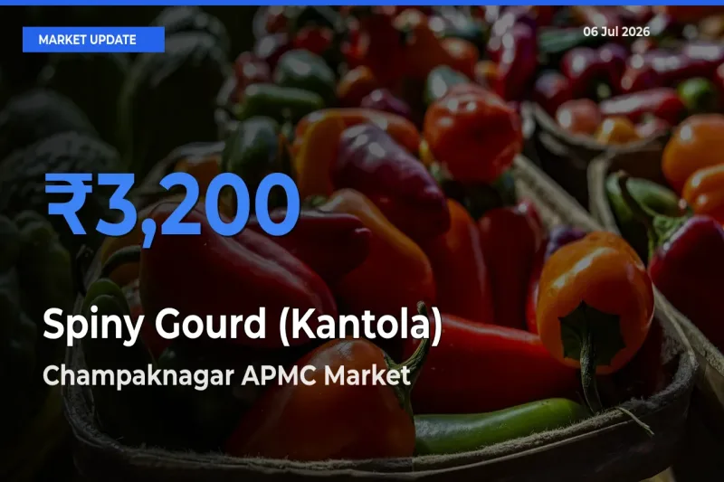 Champaknagar APMC Tops Spiny Gourd (Kantola) Mandi Rates Today