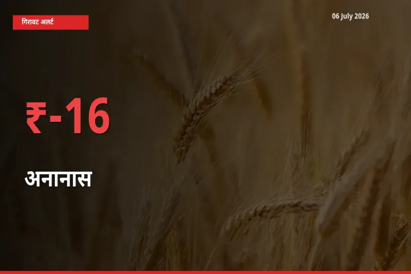 अनानास 15.6% गिरा, मंडी