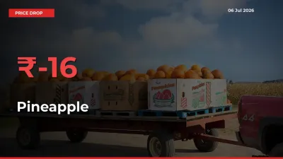 Pineapple Prices Drop 15.6% in 24 Hours at Major Mandis