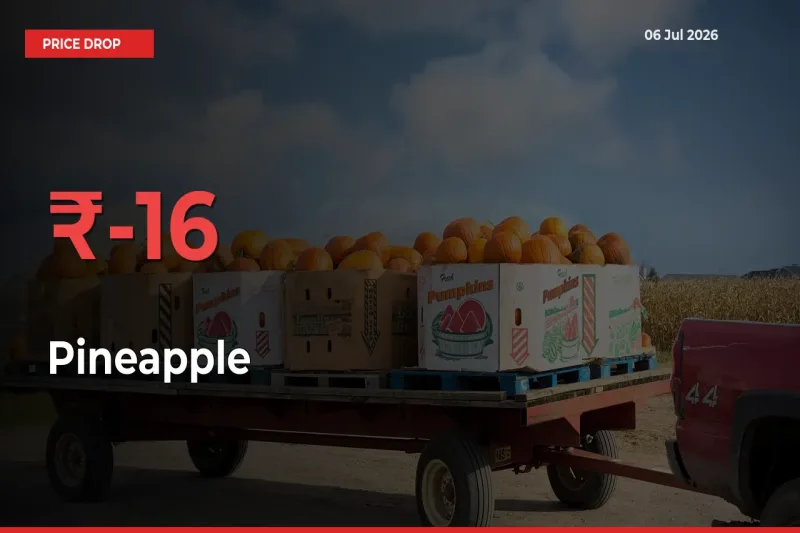 Pineapple Prices Drop 15.6% in 24 Hours at Major Mandis