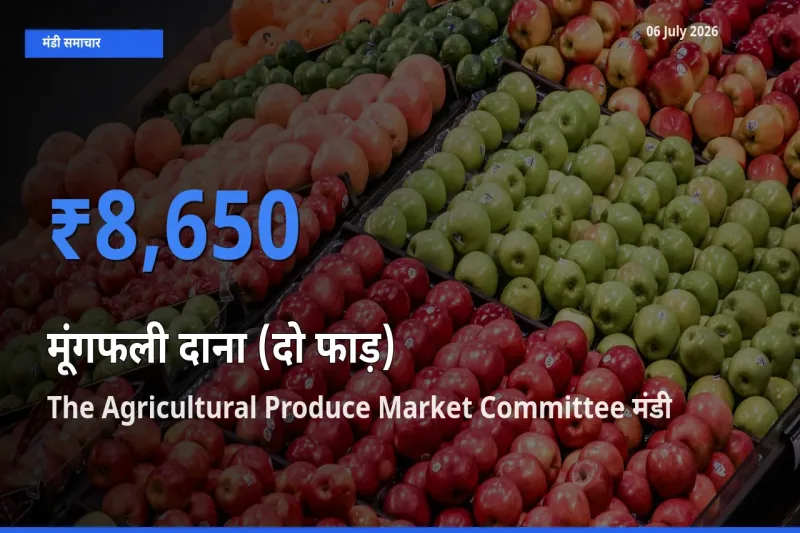 बाज़ार संकेत: The Agricultural Produce Market Committee बना मूंगफली दाना (दो फाड़) के लिए आज की टॉप मंडी