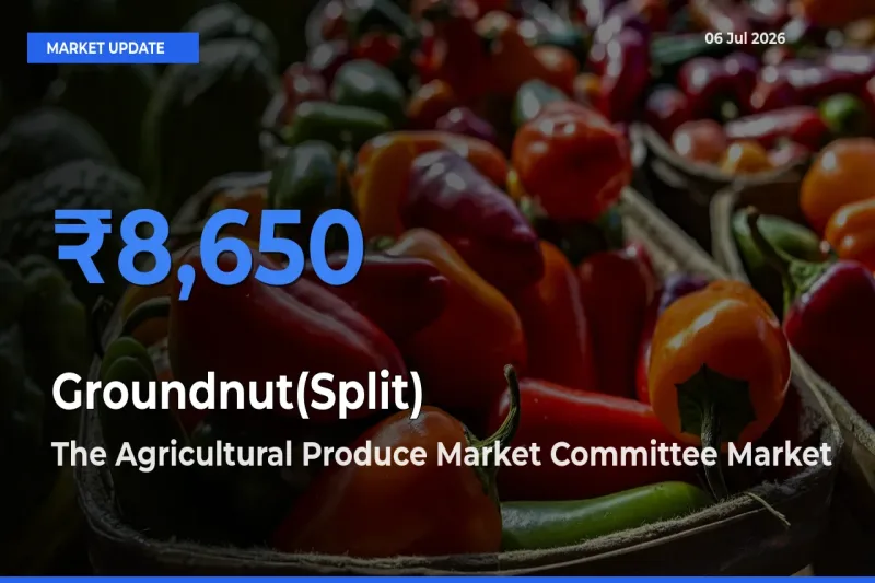 Groundnut(Split) Mandi Rate Today: The Agricultural Produce Market Committee Tops the List