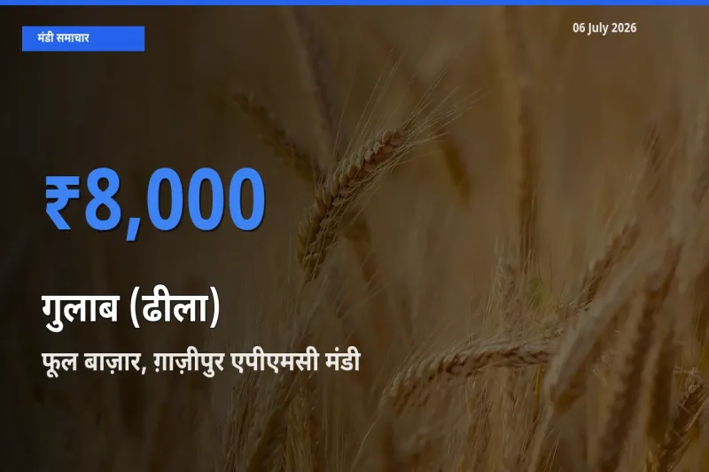 आज गुलाब (ढीला) के सबसे ऊँचे दाम ₹8,000 फूल बाज़ार, ग़ाज़ीपुर एपीएमसी मंडी में