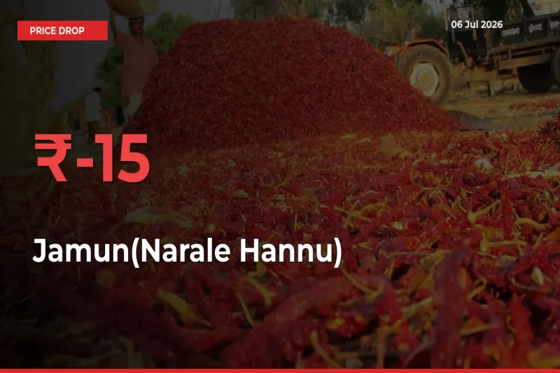 Sudden Shock! Jamun(Narale Hannu) Drops 15.06% in 24 Hours at Top Mandis