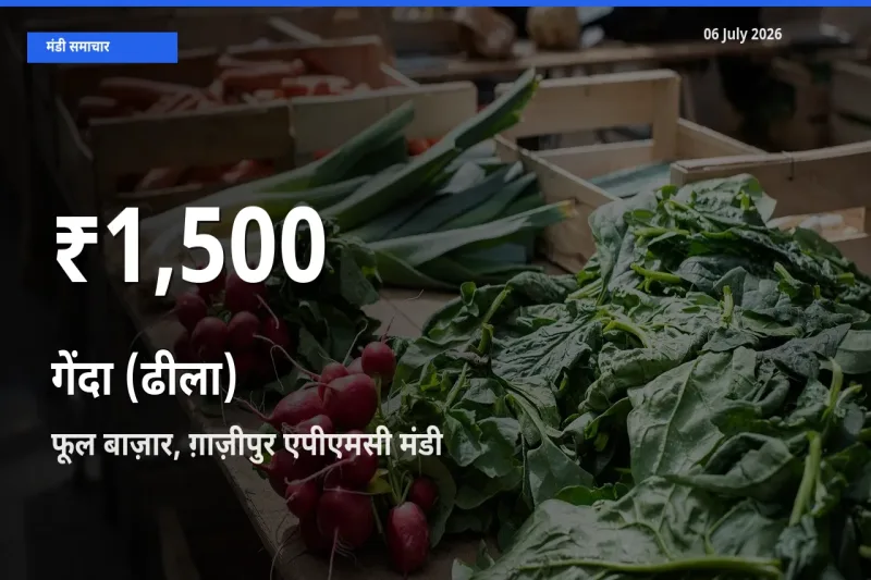 बाज़ार संकेत: गेंदा (ढीला) के भाव फूल बाज़ार, ग़ाज़ीपुर एपीएमसी में 30 दिन के निचले स्तर पर
