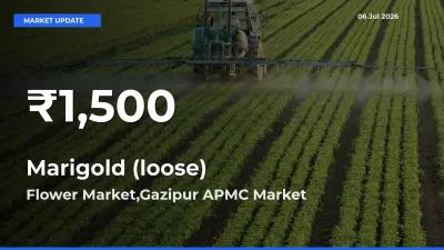 Farmers Concerned as Marigold (loose) Hits 30-Day Low in Flower Market,Gazipur APMC