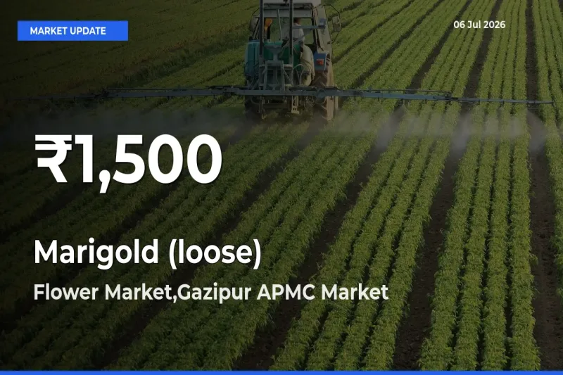 Farmers Concerned as Marigold (loose) Hits 30-Day Low in Flower Market,Gazipur APMC