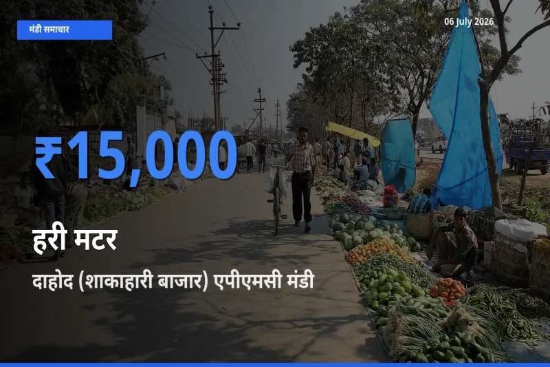 बाज़ार संकेत: दाहोद (शाकाहारी बाजार) एपीएमसी बना हरी मटर के लिए आज की टॉप मंडी