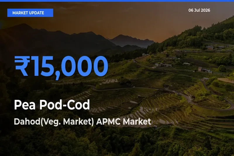 Farmers Prefer Dahod(Veg. Market) APMC as Pea Pod-Cod Hits Highest Rate