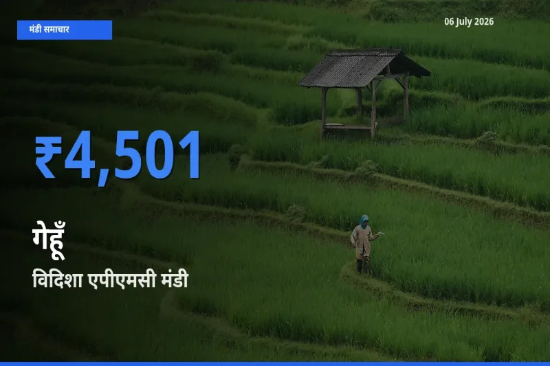 विदिशा एपीएमसी मंडी में आज गेहूँ के सबसे ऊँचे दाम दर्ज