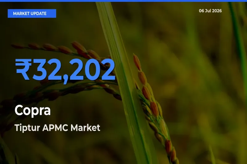 Tiptur APMC Tops Copra Rates – July 06 Market Update