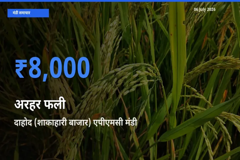 दाहोद (शाकाहारी बाजार) एपीएमसी मंडी में अरहर फली ₹8,000 पर पहुँचा – आज का सर्वोच्च भाव