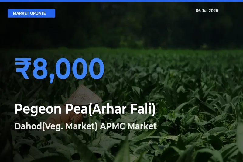 Farmers Prefer Dahod(Veg. Market) APMC as Pegeon Pea(Arhar Fali) Hits Highest Rate