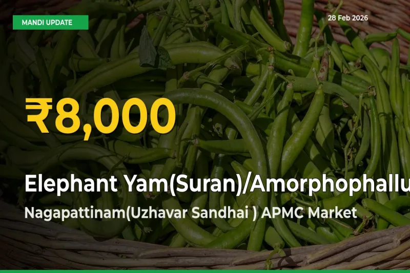 Elephant Yam(Suran)/Amorphophallus Hits Fresh High in Nagapattinam(Uzhavar Sandhai ) APMC Today
