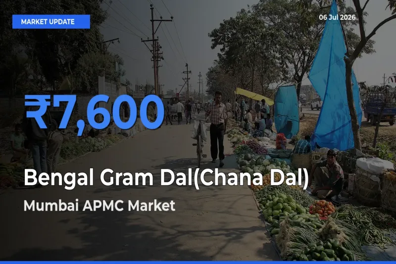 Mumbai APMC Leads as Top Mandi for Bengal Gram Dal(Chana Dal) Prices