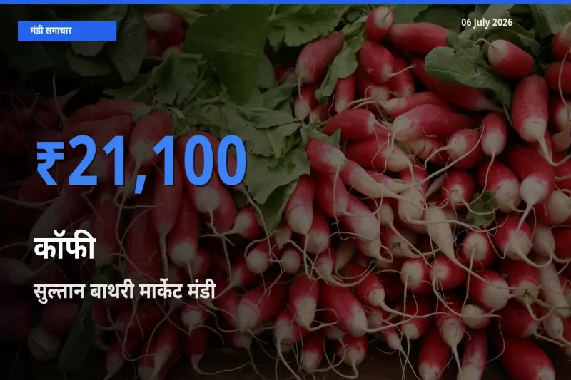 सुल्तान बाथरी मार्केट मंडी में आज कॉफी के सबसे ऊँचे दाम दर्ज