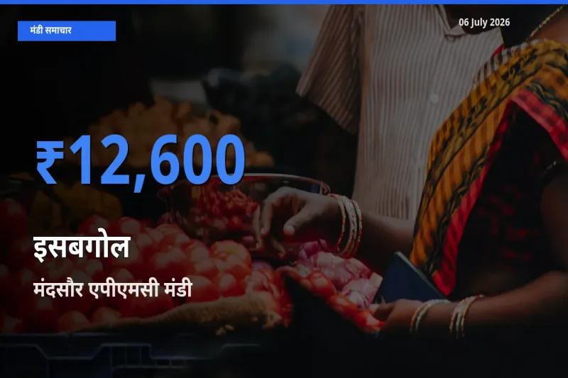 टॉप मंडी बना मंदसौर एपीएमसी! इसबगोल के सबसे ऊँचे दाम यहीं दर्ज