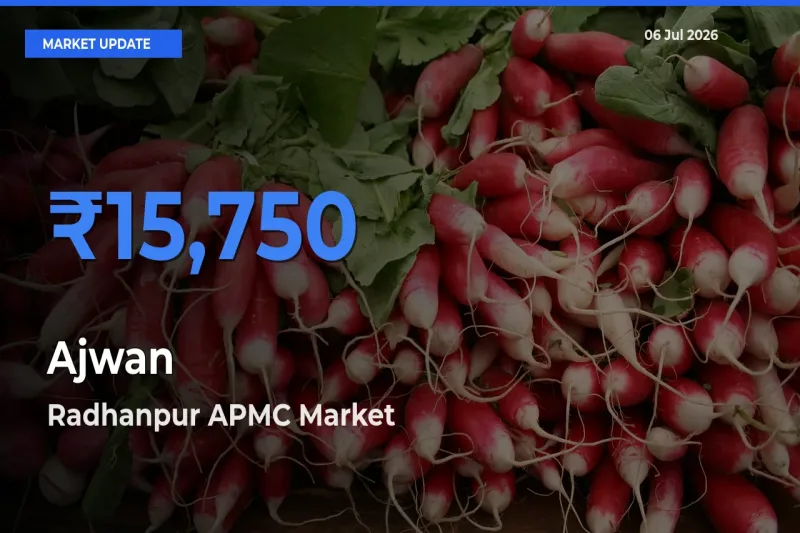 Radhanpur APMC Offers ₹15,750 – Highest Ajwan Rate Today