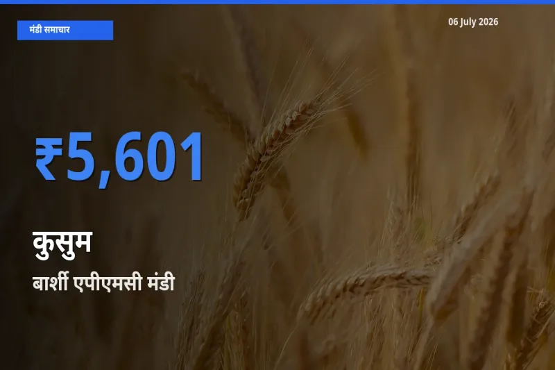 बार्शी एपीएमसी मंडी में आज कुसुम के सबसे ऊँचे दाम दर्ज
