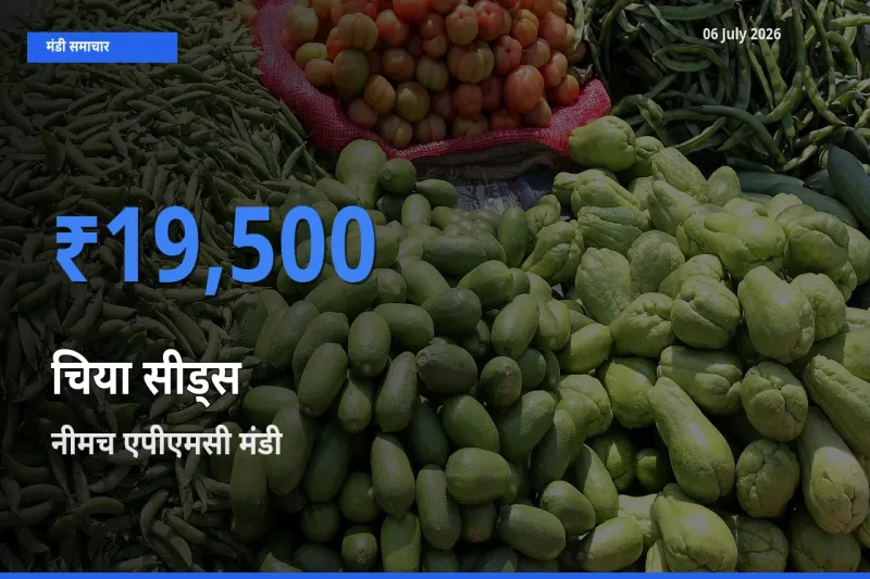 आज चिया सीड्स के सबसे ऊँचे दाम ₹19,500 नीमच एपीएमसी मंडी में