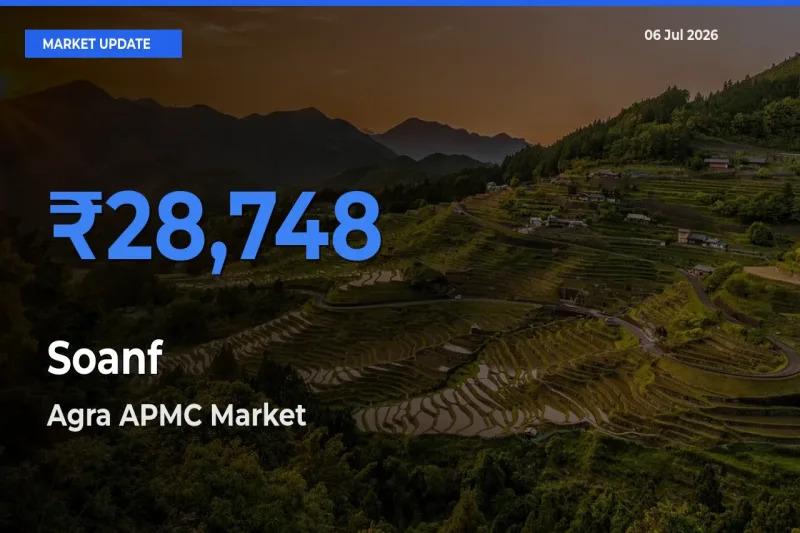 Market Watch: Agra APMC Becomes Top Mandi for Soanf