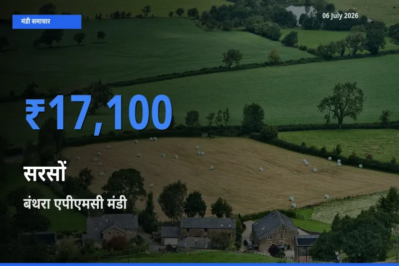 06 July अपडेट: सरसों के सबसे ऊँचे दाम बंथरा एपीएमसी मंडी में