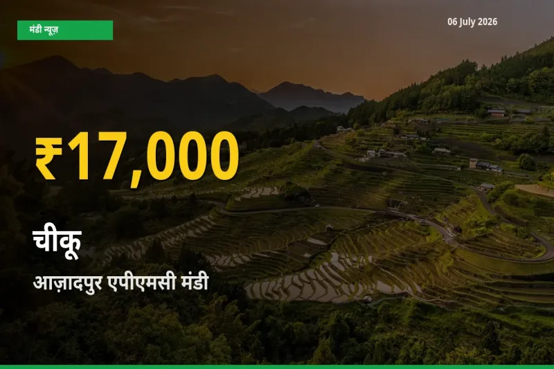 किसानों के लिए खुशखबरी! आज़ादपुर एपीएमसी में चीकू के दाम रिकॉर्ड स्तर पर