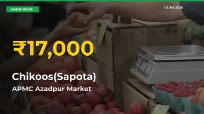 Fresh Record! Chikoos(Sapota) Price Climbs to New High in APMC Azadpur