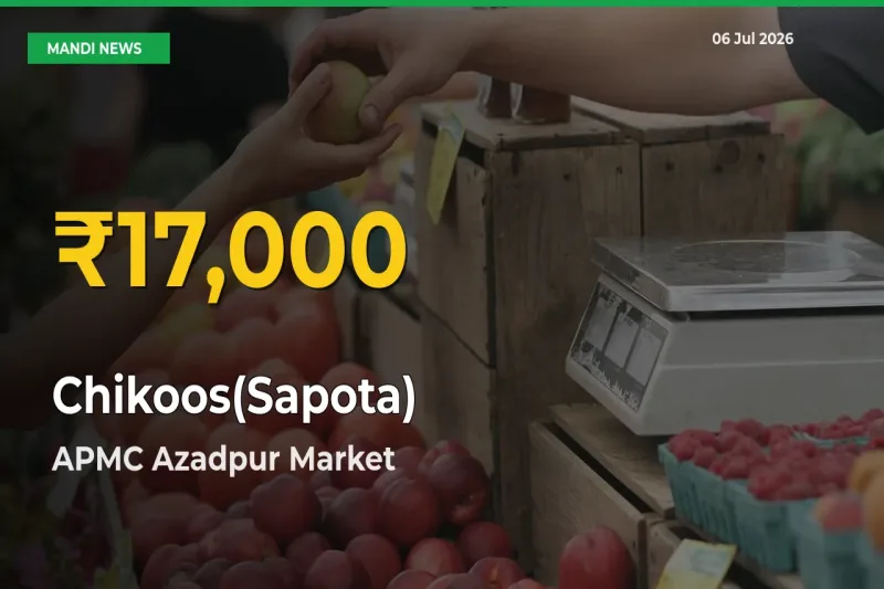 Fresh Record! Chikoos(Sapota) Price Climbs to New High in APMC Azadpur